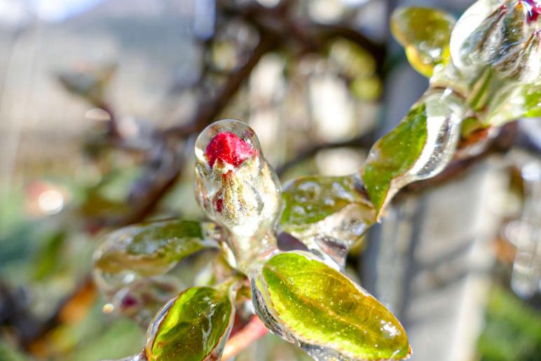 Auch in der Nacht auf den 14. April brauchten viele Apfelbäume im Vinschgau ein „warmes“ Kleid aus Eis. Foto: Sepp  