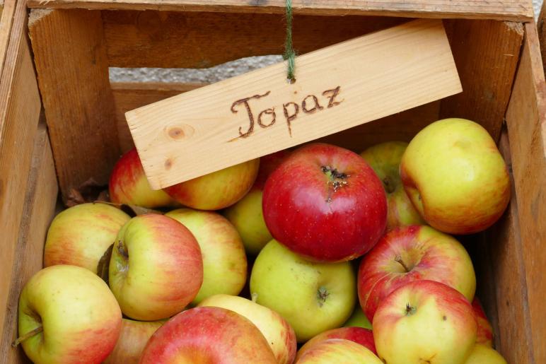 Herbstmarkt in Glurns (27.09.2025); Fotos: Sepp