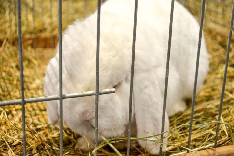 Kaninchenausstellung 2023 in Schlums; Fotos: Michael