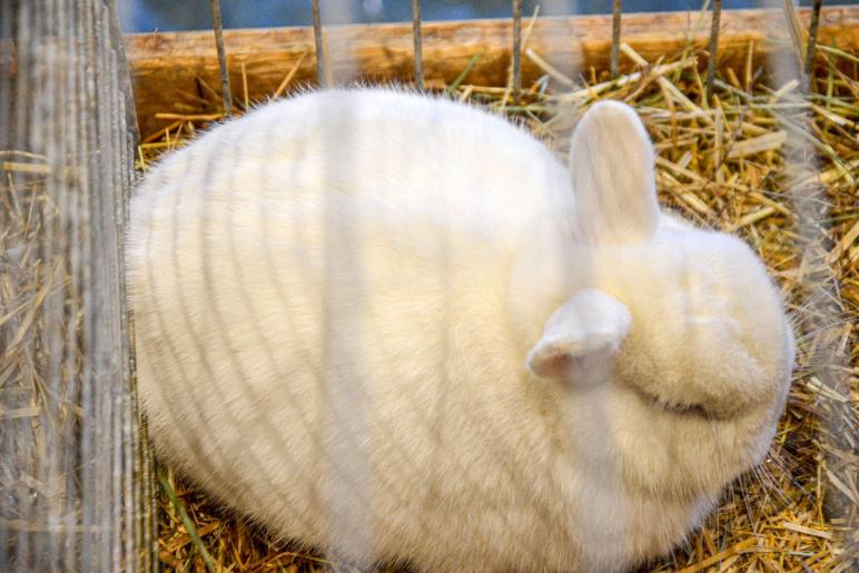 Kaninchenausstellung 2023 in Schlums; Fotos: Michael