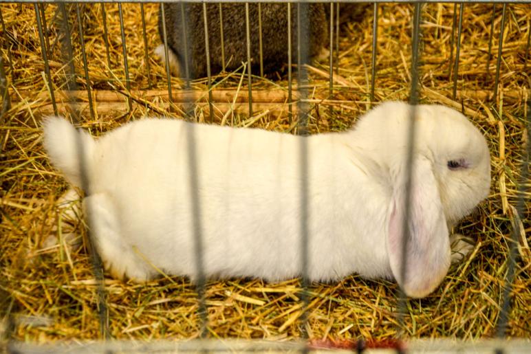 Kaninchenausstellung 2023 in Schlums; Fotos: Michael