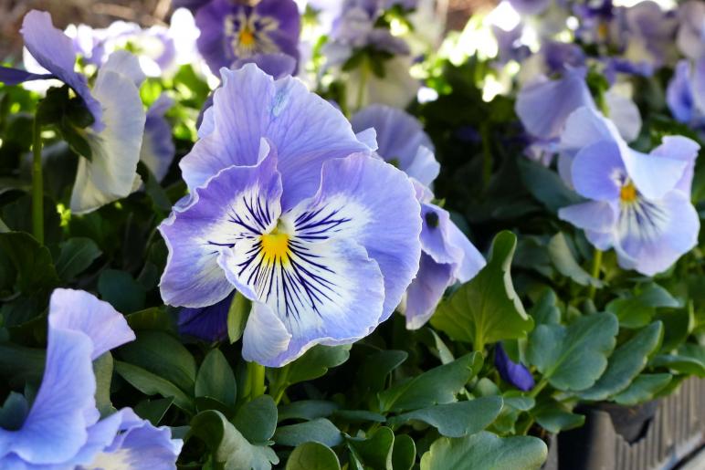 Landsprachmarkt 2019 in Goldrain. Fotos: Sepp