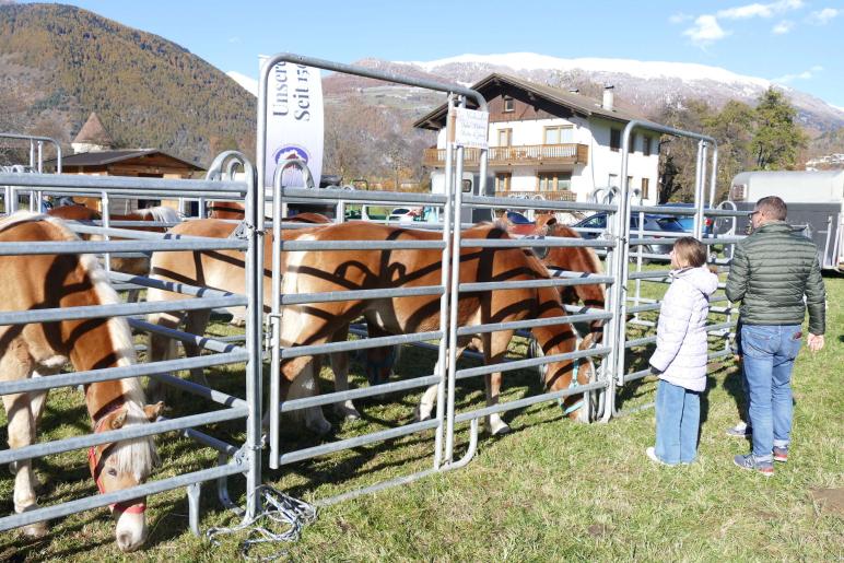 Sealamorkt in Glurns (3.11.25). Fotos: AM