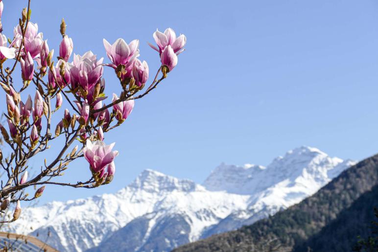 Vom Schnee bis zur Magnolie; so gesehen in Laatsch am 3. April 2025; Foto: Sepp