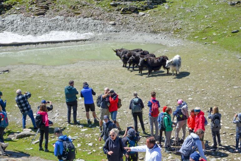 Yak-Wanderung mit Reinhold Messner in Sulden, Fotos: Michael 