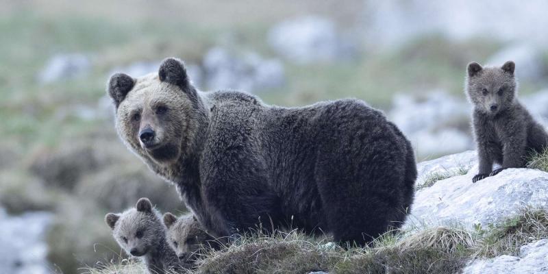 Foto: Horst Eberhöfer